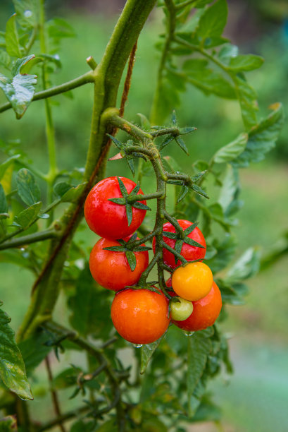有机蔬菜园图片下载