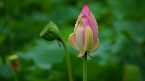荷花01图片下载