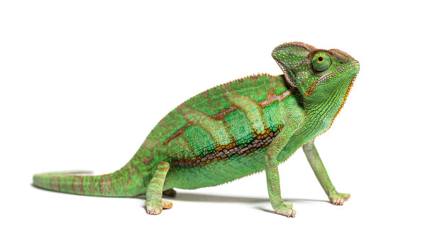 侧视图的面纱变色龙，有瓣变色龙，孤立在白色图片下载