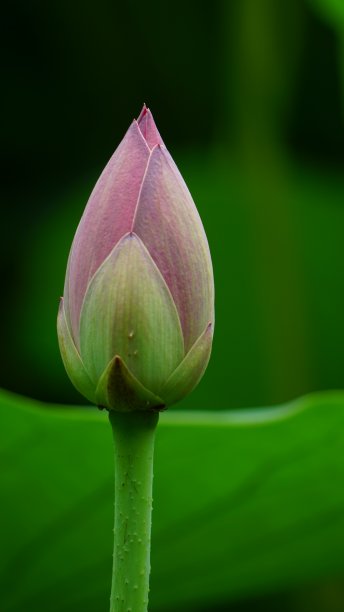 莲花巴德 26图片下载