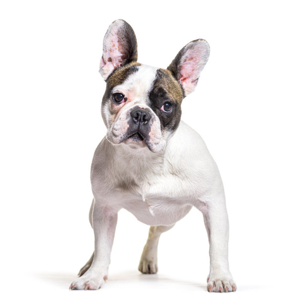 法国斗牛犬站在前面，孤立在白色图片下载