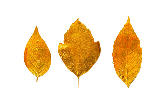金叶设计元素。图片下载