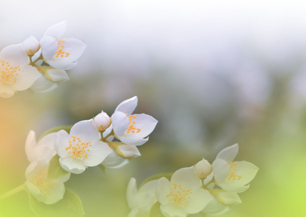 美丽宁静的自然背景。令人惊叹的春天茉莉花的微距镜头。艺术设计。近距离摄影。概念抽象的照片。幻想的艺术。创意艺术墙纸。绿色Color.Colorful、颜色、plant.Romantic爱。香气,香水。图片下载