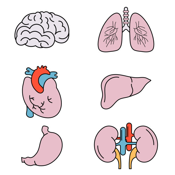 人体器官组图片下载