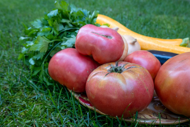 一盘新鲜成熟的蔬菜:西红柿，黄瓜，洋葱，西葫芦，西葫芦，茄子，欧芹在家。市场上的早期收获。健康饮食生活方式观念饮食营养。图片下载