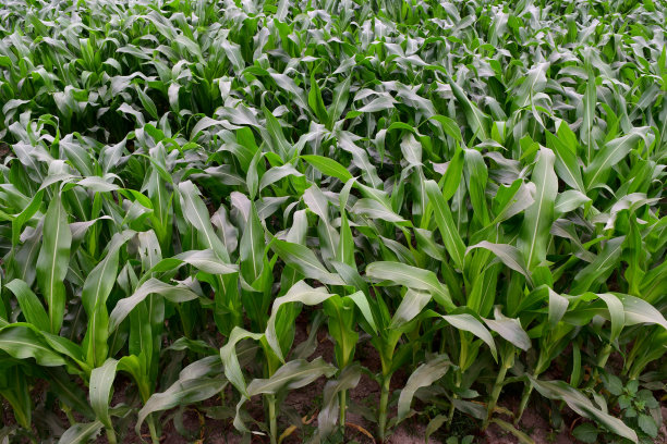 玉米种植场。在农田里种植玉米。绿色的玉米植物在自然界。图片下载