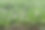 玉米种植场。在农田里种植玉米。绿色的玉米植物在自然界。图片下载