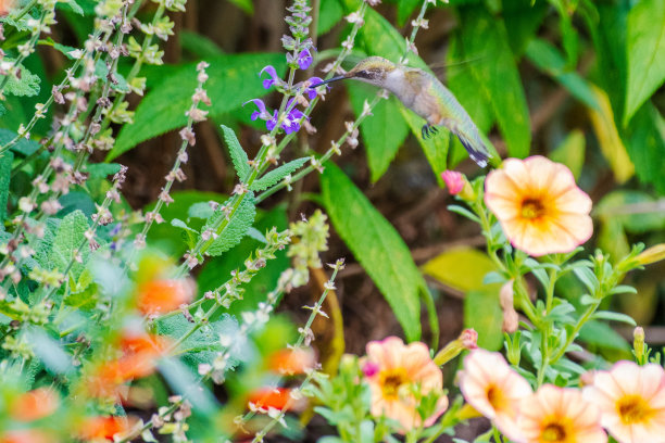 从紫色花朵中进食的蜂鸟图片下载