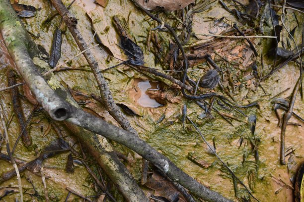 动物的脚印图片下载