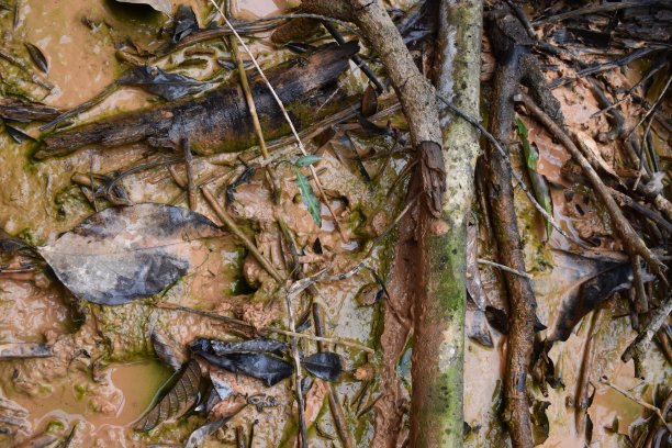 动物的脚印图片下载