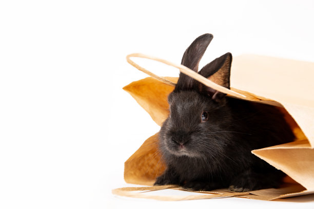 一只小黑兔坐在和隐藏在牛皮纸包装孤立在白色的工作室背景。野兔是东历2023年的象征。在宠物店购物。折扣的概念。卡图片下载