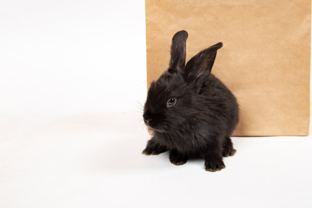 一只小黑兔坐在牛皮纸包装附近孤立的白色工作室背景。野兔是东历2023年的象征。在宠物店购物。折扣的概念。卡图片下载
