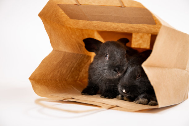 两只小黑兔坐在和隐藏在牛皮纸包装孤立在白色的工作室背景。野兔是东历2023年的象征。在宠物店购物。折扣的概念。卡图片下载