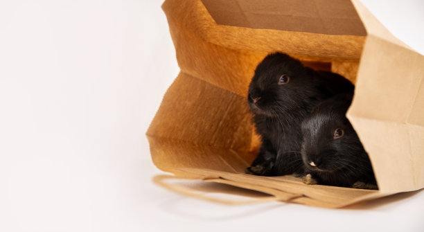 两只小黑兔坐在和隐藏在牛皮纸包装孤立在白色的工作室背景。野兔是东历2023年的象征。在宠物店购物。折扣的概念。卡图片下载