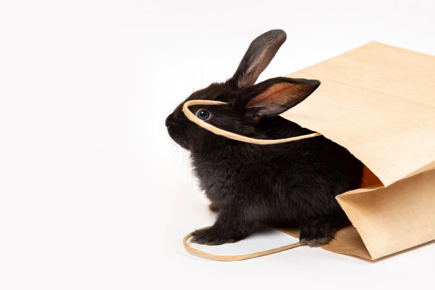 一只小黑兔坐在和隐藏在牛皮纸包装孤立在白色的工作室背景。野兔是东历2023年的象征。在宠物店购物。折扣的概念。卡图片下载