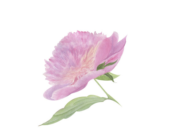 水彩插图的粉红色牡丹花孤立在白色背景图片下载