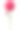 玫瑰。花。孤立。阀杆。萌芽状态。花的背景。图片下载