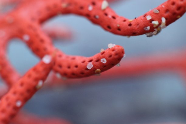 橙色的珊瑚海图片下载