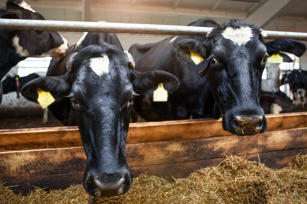 两只奶牛，在一个奶牛场的黑色畜栏里。乳制品生产。图片下载