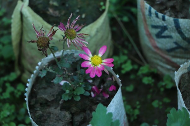 一束深粉色菊花的近距离照片，黄色的中心和白色的花瓣顶端。花卉公园里的菊花图案。一簇簇粉红色紫色的菊花。图片下载
