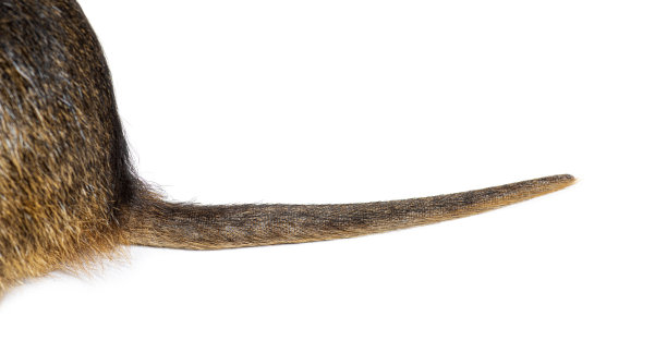 特写的河狸鼠尾巴，心肌河狸鼠，孤立在白色图片下载