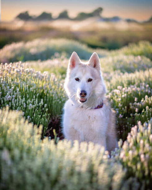 哈士奇在花图片下载