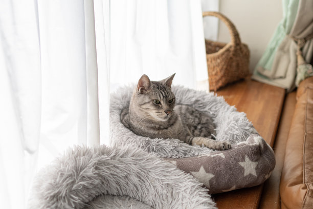 放松的猫图片下载