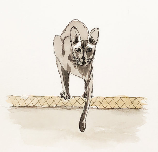 这只猫正要从桌子上跳下来，看着镜头。水彩绘画,素描。图片下载