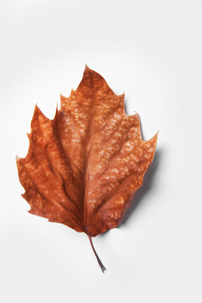 一个纹理秋叶特写在白色背景..图片下载