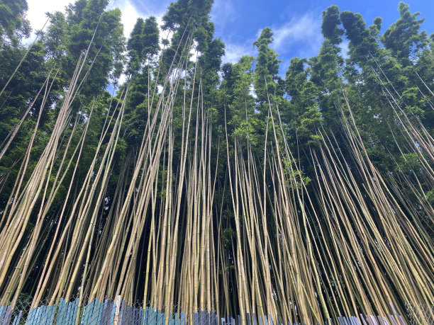 高大的竹子图片下载