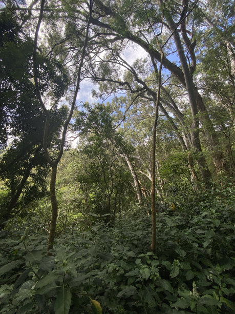 夏威夷'ian雨林图片下载