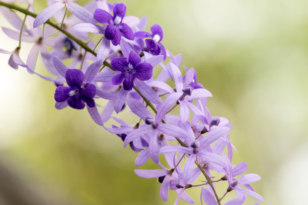 花、花环图片下载