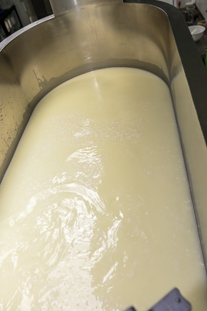 手工制作奶酪，在工厂的罐中切割凝乳和乳清图片下载