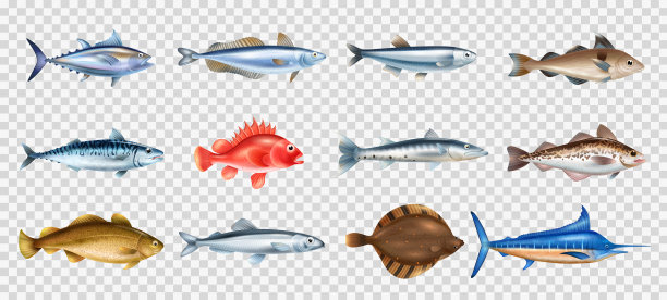 海鱼透明套图片下载