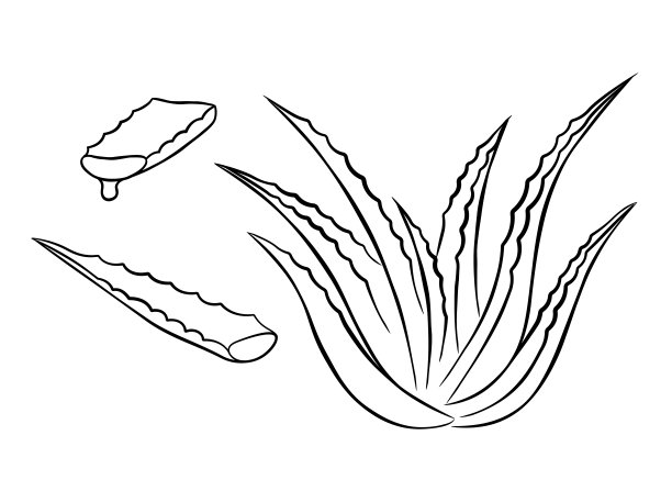 芦荟植物和茎切图片下载