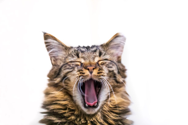 一张打哈欠的长毛棕色虎斑猫的特写肖像图片下载