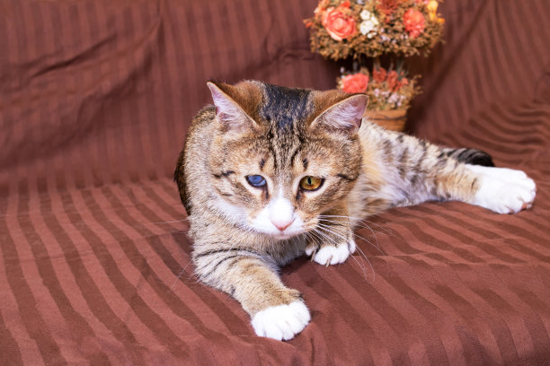 床上一只眼睛疼的黑猫图片下载