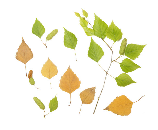 桦树的叶子由绿色过渡到秋天的黄色。图片下载