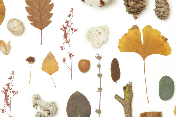 秋天的元素集合。秋季的季节成分多种多样:树叶、细枝、树皮、球果、栗子和石头。设计元素孤立在白色背景。图片下载