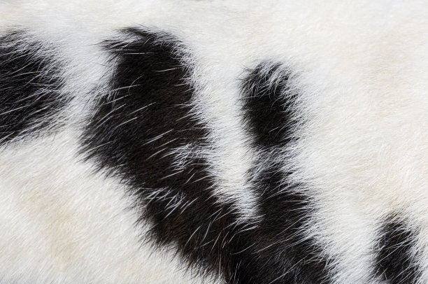 微距特写的黑色和白色斑点方格巨大的兔子皮毛图片下载
