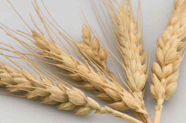 麦穗白色背景图片下载