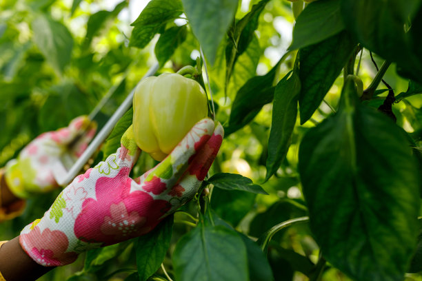 一位年轻的非洲妇女正在一个大菜园检查西红柿的状况。图片下载