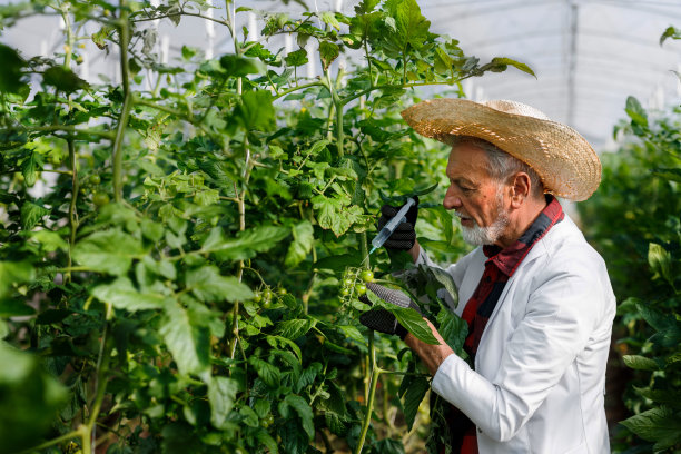 一位经验丰富的农业技术人员正在分析菜园里的西红柿。图片下载