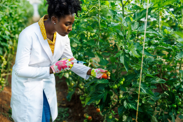 一名非洲女性农业技术人员正在一个大菜园里用注射器检查西红柿的状况。图片下载