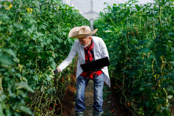 一位高级农业技术人员正在用笔记本电脑分析菜园里的西红柿。图片下载