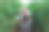 一位高级农业技术人员正在用笔记本电脑分析菜园里的西红柿。图片下载