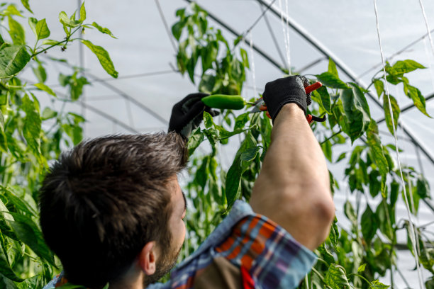 一个年轻人在一个大温室里收获灯笼椒。图片下载