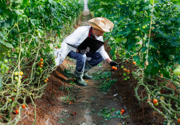 一位高级农业技术人员正在使用笔记本电脑检查一个大温室里西红柿的状况。图片下载
