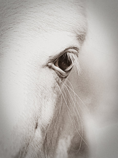 华丽的近距离马的眼睛图片下载