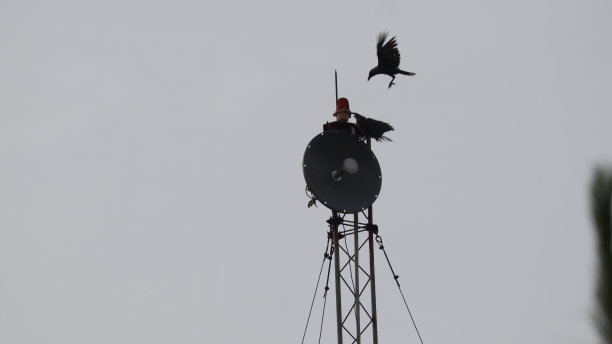 各种各样的鸟图片下载